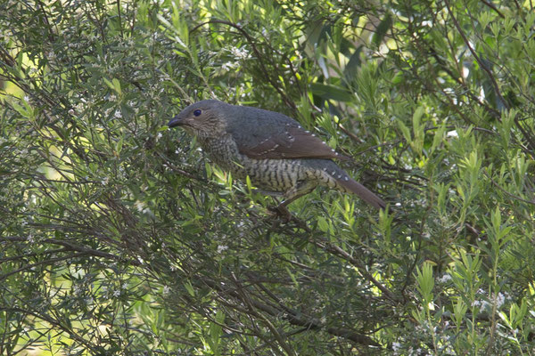 NP Great Otway - satijnblauwe prieelvogel - Ptilonorhynchus violaceus (v)