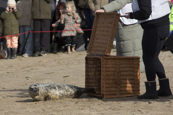 Strand bij Renesse