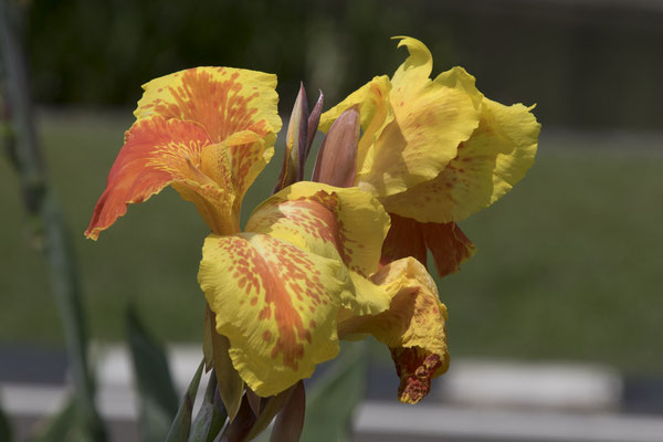Bogor - bloemriet - Canna hybrida rodigas