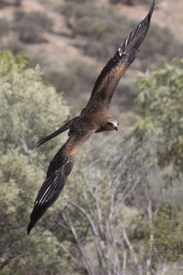 Alice Springs - Dessert park - zwarte wouw - Milvus migrans