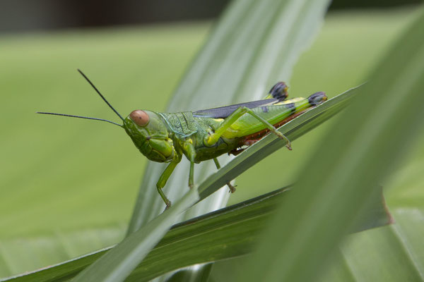 Bach Ma np - sprinkhaan - Hieroglyphus annulicornis