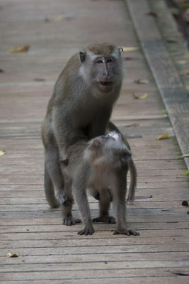 krabbenetende makaak - Macaca fascicularis