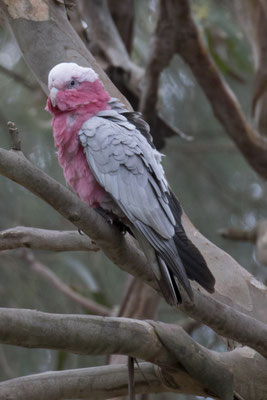 NP Great Otway - roze kaketoe - Eolphus roseicapilla