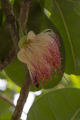 Bogor - Barringtonia asiatica