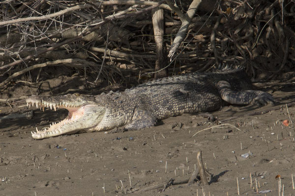 zoutwaterkrokodil - Crocodylus porosus