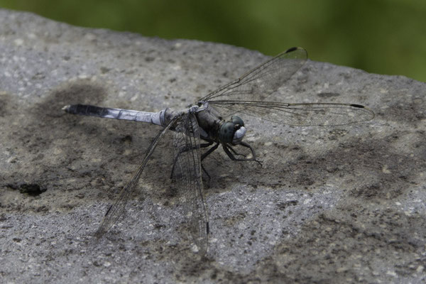 Kanazawa kasteel - gewone oeverlibel - Orthetrum cancellatum