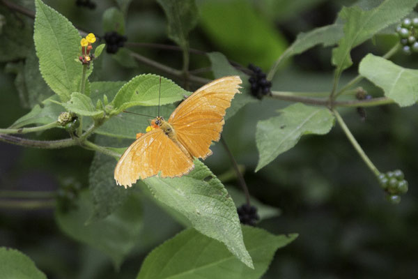 Montaña de Pelicano - Oranje passiebloemvlinder - Dryas iulia