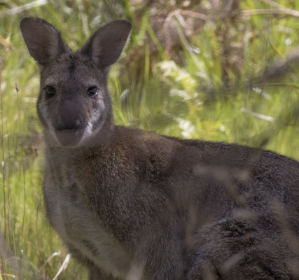 NP Great Otway - grijze kangoeroe - Macropus giganteus