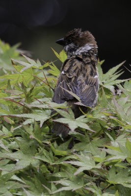 Kyoto - Inari ringmus - Passer montanus