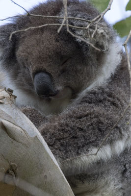 Koala - Phascolarctos cinereus