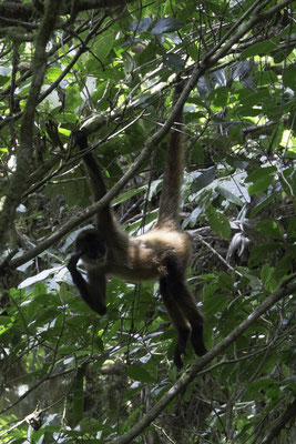Monteverde - Zwarthandslingeraap - Ateles geoffroyi