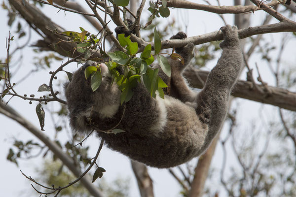Koala - Phascolarctos cinereus