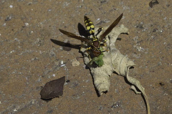 Santa Cruz - Papierwesp - Polistes versicolor