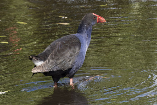 Tower Hill - Australische purperkoet - Porphyrio melanotus