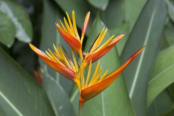 Hanoi - Hoan Kiem tempel papegaaibloem - Heliconia psittacorum