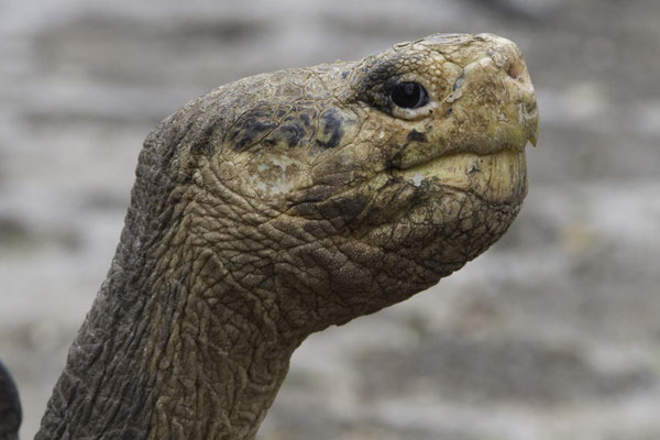 Santa Cruz - Galapagos reuzenschildpad - Geochelone elephantopus