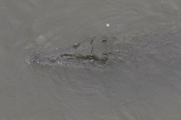 Tarcoles - spitssnuitkrokodil - Crocodylus acutus