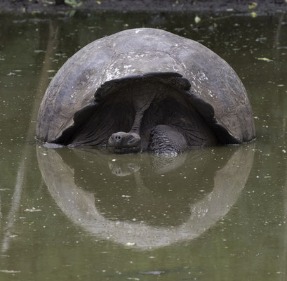 Santa Cruz - Galapagos reuzenschildpad - Geochelone elephantopus