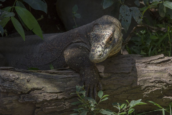 Rinca - komodovaraan - Varanus komodoensis