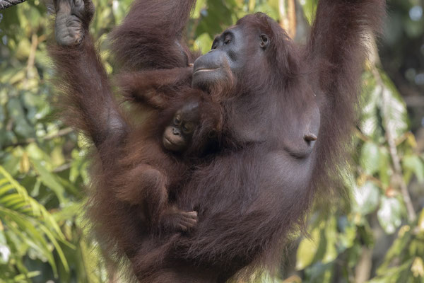 Semenggoh - Borneo orang oetan - Pongo pygmaeus