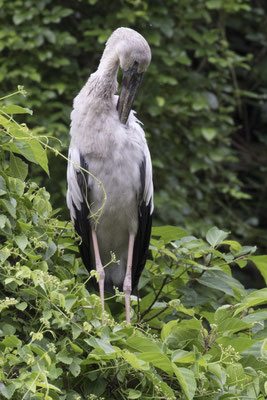 Tam Coc - Ngô Đồng rivier Indische gaper - Anastomus oscitans