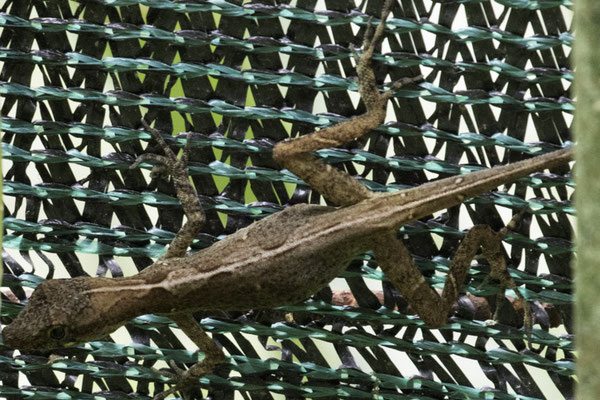 Montaña de Pelicano - Bruine anolis - Anolis sagrei