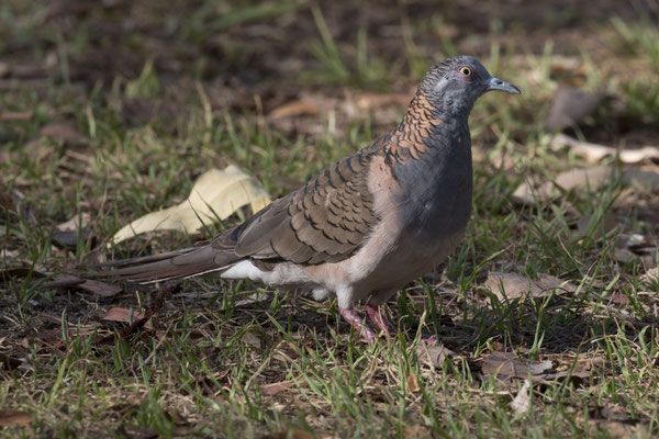 Anbangbang - roodnekzebraduif - Geopelia humeralis