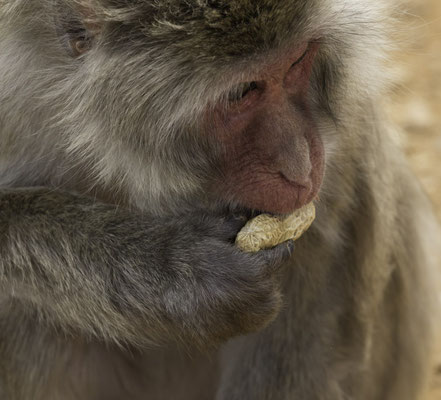 Kyoto Iwatayama Japanse makaak - Macaca fuscata
