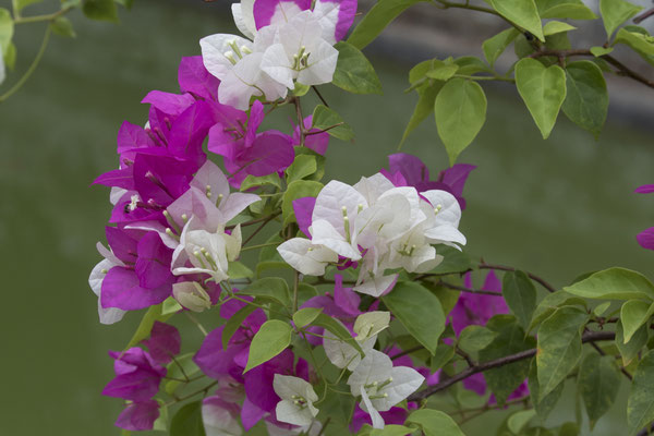 Semarapura Klungkung - Bougainvillea - Bougainvillea buttiana