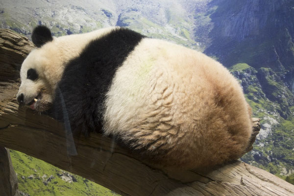 Ueno park zoo reuzen panda