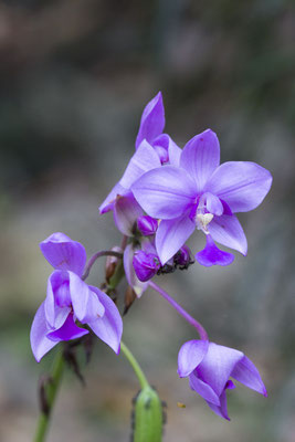 Bogor -  paarse grondorchidee - Spathoglottis plicata