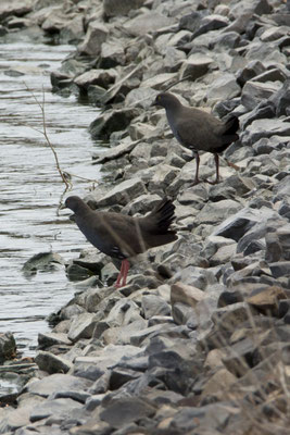 Kapunda - Australisch waterhoen - Tribonyx ventralis