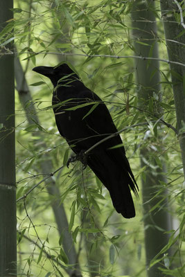 Kyoto - bamboebos zwarte kraai - Corvus corone