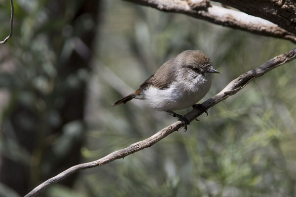 Alice Springs - Dessert park - roodstaartdoornsnavel - Acanthiza uropygialis