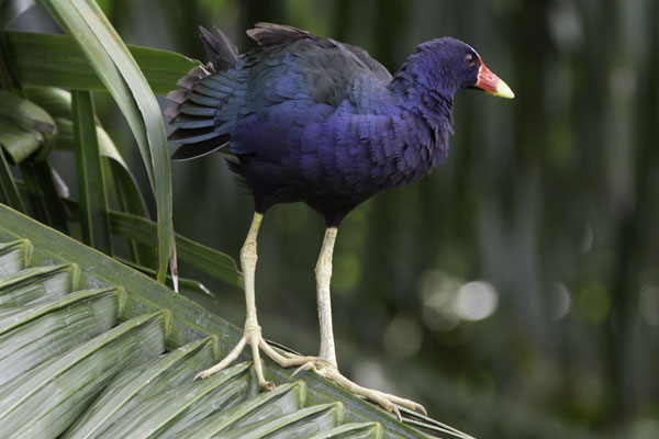 Sierpe - Amerikaans purperhoen - Porphyrio martinica