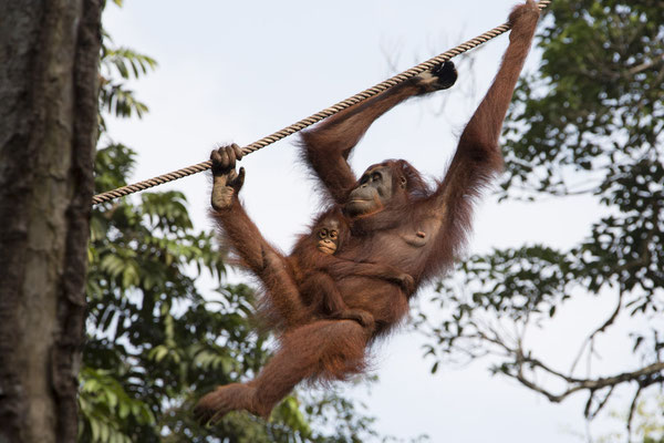 Semenggoh - Borneo orang oetan - Pongo pygmaeus