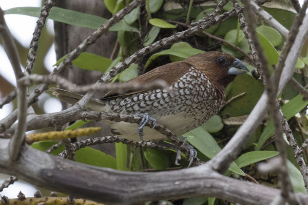 muskaatvink - Lonchura punctulata