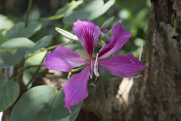 Bogor -  rode orchideeënboom - Bauhinia blakeana
