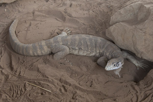 Alice Springs - Reptile centre - treurvaraan - Varanus tristis