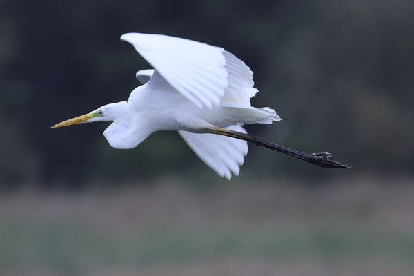 Grote zilverreiger - Ardea alba