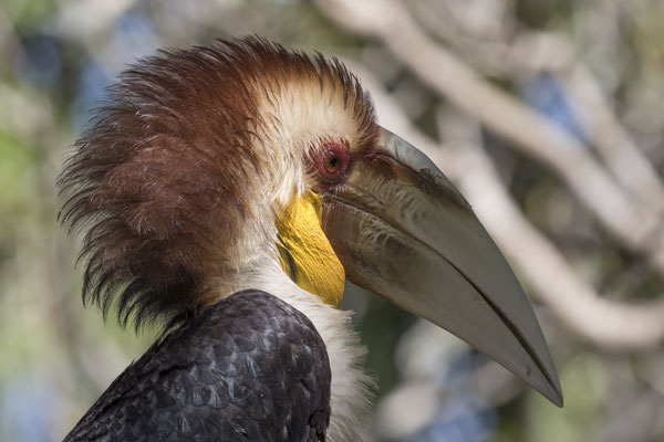 Gewone jaarvogel - Rhyticeros undulatus