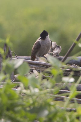 Tam Coc - roetkopbuulbuul - Pycnonotus aurigaster