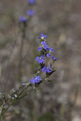 Keith Hately walk - Dampiera stricta