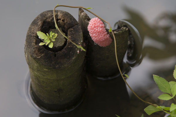 Tam Coc - eitjes van de appelslak - Pomocea canaliculata