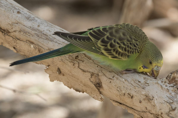 Alice Springs - Dessert park - grasparkiet - Melopsittacus undulatus