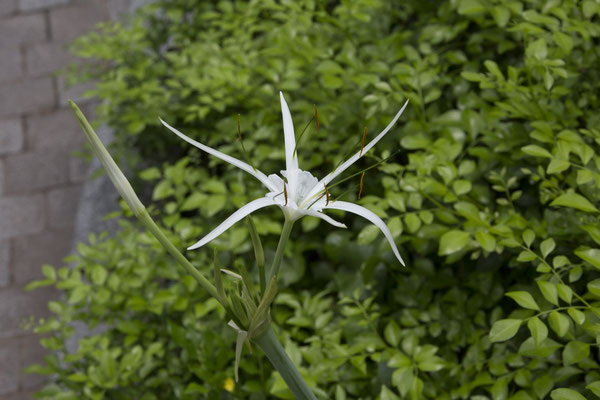 Hanoi - Hoan Kiem tempel strand spinlelie - Hymenocallis littoralis