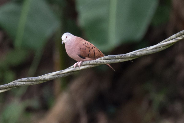  Arenal - Steenduif - Columbina talpacoti
