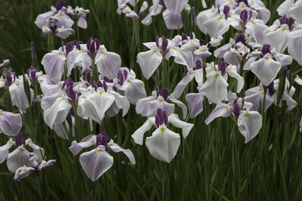 Tokyo - Yoyokipark - Japanse iris - Iris ensata
