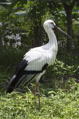 Ueno park zoo ooievaar - Ciconia boyciana