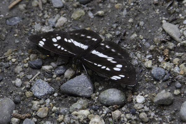 Azumino wasabi farm vlinder - Neptis pryeri